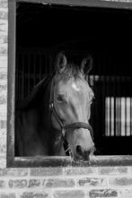 merrie te koop, Merrie, Springpaard, Gechipt, Zadelmak