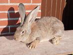 mannelijk konijn (vlaamse reus), Dieren en Toebehoren, Mannelijk, Groot, 0 tot 2 jaar