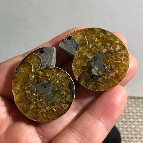Prachtig paar ammonieten (N1) met een prachtig iriserend opp, Verzamelen, Mineralen en Fossielen, Fossiel, Verzenden