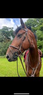 Bridon équipe emporio, Animaux & Accessoires, Envoi, Comme neuf, Obstacle