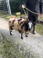 Dekbok schaap, Dieren en Toebehoren, Mannelijk, Schaap