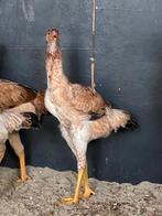 Jonge Indio gigante 2025, Dieren en Toebehoren, Pluimvee, Meerdere dieren, Kip