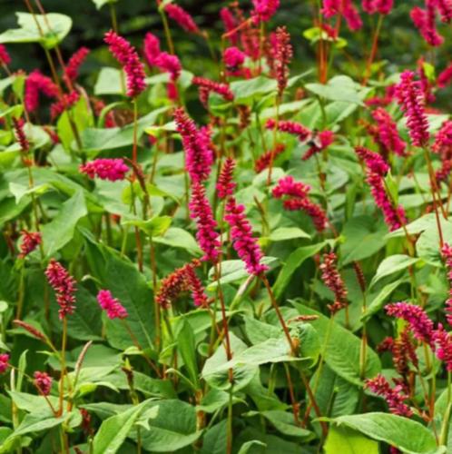 Wortelstekken van Duizendknoop     Persicaria  amplexicaulis, Tuin en Terras, Planten | Tuinplanten, Vaste plant, Overige soorten