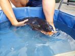 Koi, Dieren en Toebehoren, Vissen | Vijvervissen