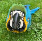 * TIP * Baby blauwgele ara ……….., Dieren en Toebehoren, Vrouwelijk, Papegaai, Pratend