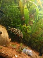 2x botia lohachata, Dieren en Toebehoren, Vissen | Aquariumvissen