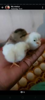 Onagadori  15€ stuk, Dieren en Toebehoren, Pluimvee, Meerdere dieren, Kip