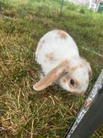 Dwerg hangoor konijn, Dieren en Toebehoren, Vrouwelijk, Dwerg, Hangoor, 0 tot 2 jaar