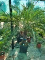 Phoenix roebelenii, stam 60/70, totaal 150/170 hoog., Tuin en Terras, Ophalen of Verzenden