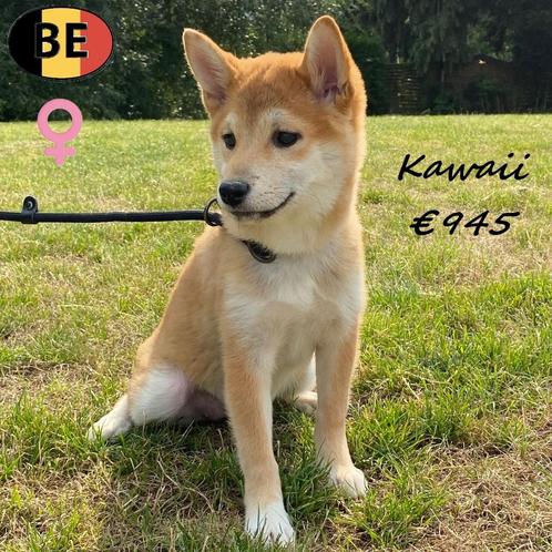 Shiba Inu (Belgisch) pups te koop, Dieren en Toebehoren, Honden | Poolhonden, Keeshonden en Oertypen, Meerdere dieren, Overige rassen