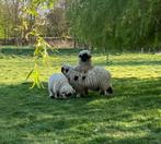 Walliser schwarznase schapen, Dieren en Toebehoren, Schapen, Geiten en Varkens, Schaap