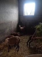 Kameroen schapen, Dieren en Toebehoren, Schapen, Geiten en Varkens
