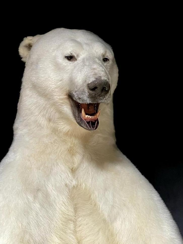 Taxidermie ijsbeer. Top preparaat, Dieren en Toebehoren, Overige Dieren, Mannelijk, Juni