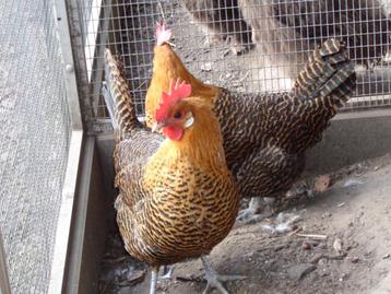kippen : Livorno, Goudbrakels, zijdehoenders, Plusieurs animaux, Poule ou poulet