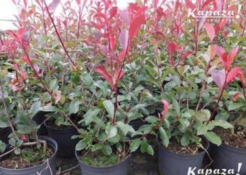 Photinia fraseri Red Robin  beschikbaar voor biedingen