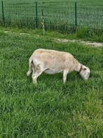 EASY CARE OOI, Vrouwelijk, Schaap, 3 tot 5 jaar
