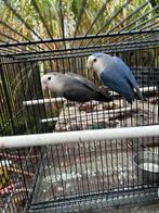 koppel roseicolli, Dieren en Toebehoren, Meerdere dieren, Dwergpapegaai of Agapornis