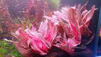 AQUARIUMPLANTEN, Dieren en Toebehoren, Ophalen of Verzenden, Zo goed als nieuw