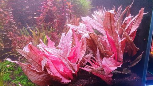 AQUARIUMPLANTEN, Dieren en Toebehoren, Vissen | Aquaria en Toebehoren, Zo goed als nieuw, Ophalen of Verzenden