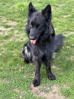 Fci langharige duitse herder, Parvo, België, Fokker | Hobbymatig, 1 tot 2 jaar