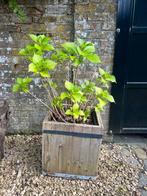 Hortensia blauw-paars in houten bak, Jardin & Terrasse, Plantes | Arbres fruitiers, Enlèvement