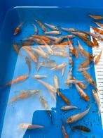 Tosai Japanse koi., Dieren en Toebehoren