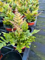 Dryopteris erythrosora ‘Autumn Fern’, Tuin en Terras, Ophalen, Vaste plant, Varens, Halfschaduw
