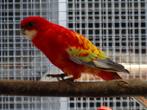 Jongen uit kweek 2025., Dieren en Toebehoren, Meerdere dieren, Parkiet, Geringd