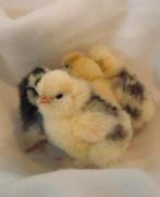 Zijdehoen broedeitjes, Dieren en Toebehoren, Pluimvee, Meerdere dieren, Kip