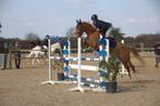 5 jarige merrie, Dieren en Toebehoren, Merrie, Gechipt, M, Springpony