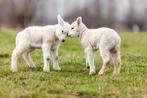 Des agneaux GRATUITS (par téléphone uniquement ! ! ! ! !), Animaux & Accessoires, Moutons, Chèvres & Cochons