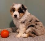 Australische Herder pups zoeken warme thuis, Dieren en Toebehoren, Parvo, België, 8 tot 15 weken, Teef