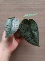 Scindapsus silver lady, Maison & Meubles, Plantes d'intérieur, Enlèvement ou Envoi