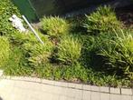 9 grote carex grassen, Ophalen