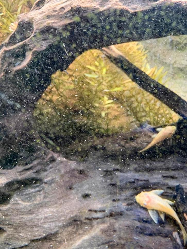 Aquarium planten te koop, Dieren en Toebehoren, Vissen | Aquaria en Toebehoren, Nieuw, Plant(en), Steen of Hout, Ophalen