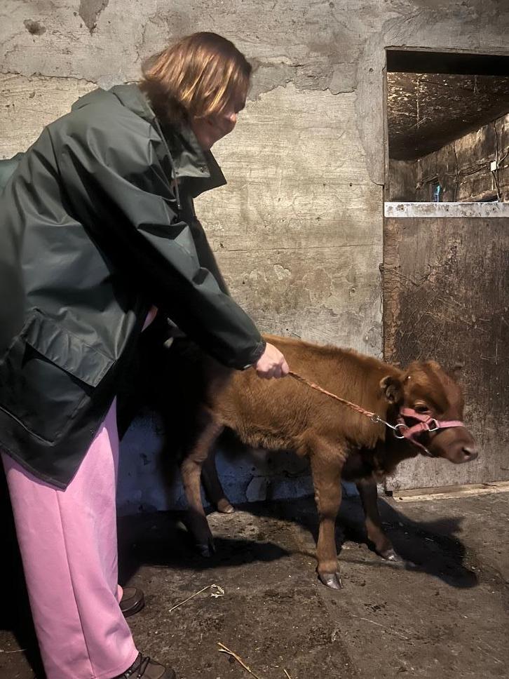 Dexter koe en stierkalf, Dieren en Toebehoren, Runderen, Meerdere dieren, 0 tot 2 jaar