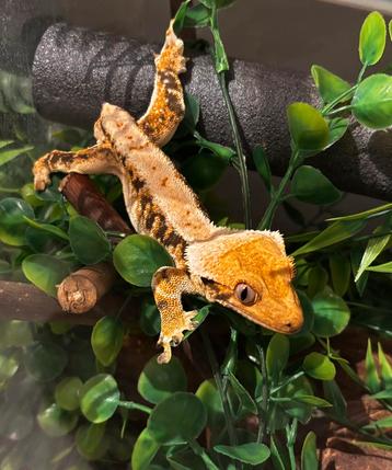 Kweekklare lilly white wimpergekko man! beschikbaar voor biedingen