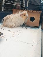 Cavia beertje, Dieren en Toebehoren, Knaagdieren