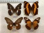 Lot: 4 VLINDERS uit Sulawesi, Dieren en Toebehoren
