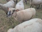 Ooien kruising Hampshire down, Dieren en Toebehoren
