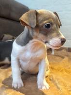 Mooie wit blauwe jack Russel geboren op boerderij, Dieren en Toebehoren, Honden | Jack Russells en Terriërs, België, Jack Russell Terriër