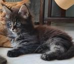 Polydactyle Maine Coon-kittens, 0 tot 2 jaar, Kater, Gechipt