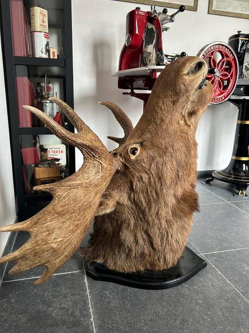 Prachtige grote eland opgezet taxidermie, Verzamelen, Dierenverzamelingen, Gebruikt, Opgezet dier, Wild dier, Ophalen