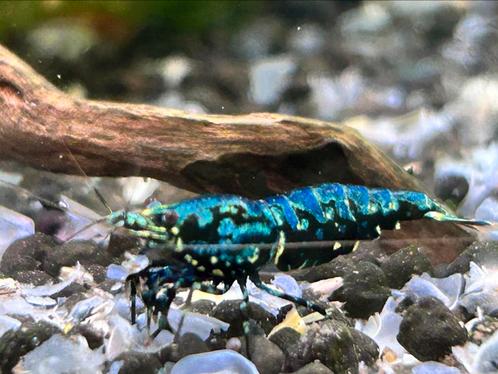 Galaxy Fishbone / BOA caridina garnalen, Dieren en Toebehoren, Vissen | Aquariumvissen