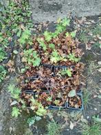 Geranium macrorrhizum spessart 24 stuks, Tuin en Terras, Ophalen