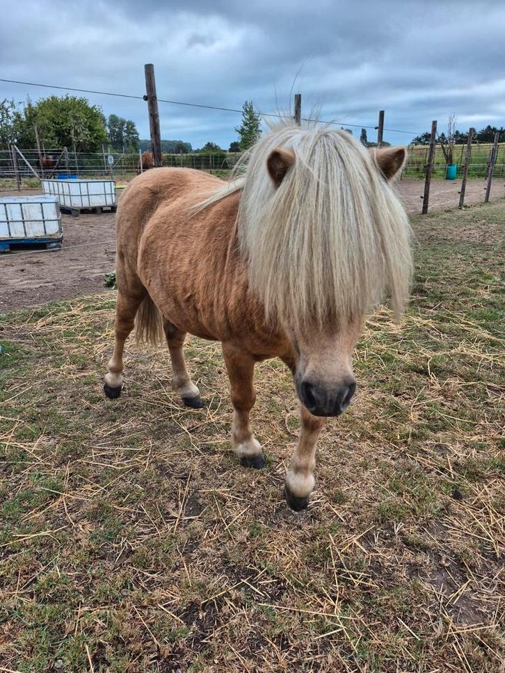 Mini hengst (shetlander) gereserveerd, Dieren en Toebehoren, Pony's, Hengst