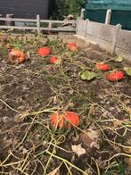 Pompoen pompoenen bio soep, Ophalen