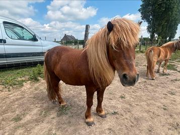 Mooie grote lieve shetlander hengst beschikbaar voor biedingen