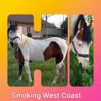 Paint hengst (Dekhengst), Dieren en Toebehoren, Hengst