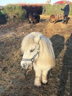 Shetlander, Dieren en Toebehoren, Ophalen, Overige soorten